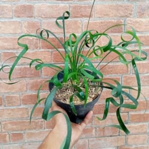 Ophiopogon Curly Unik