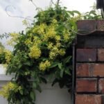 Australian Gold Vine