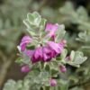 Texas Sage (Leucophyllum frutescens) - Gambar 2