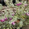 Texas Sage (Leucophyllum frutescens) - Gambar 4