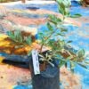 Texas Sage (Leucophyllum frutescens) - Gambar 5