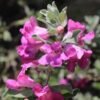 Texas Sage (Leucophyllum frutescens) - Gambar 3