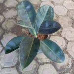 Karet Kebo (Ficus Elastica)
