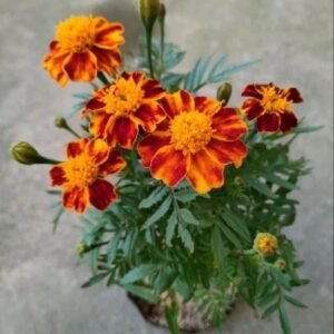 Marigold Oranye