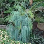 Cemara Cashmeriana