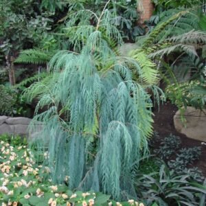 Cemara Cashmeriana