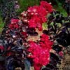 Sakura Merah Black Diamond - Gambar 2