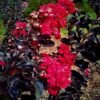 Sakura Merah Black Diamond - Gambar 5