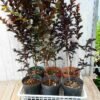 Sakura Merah Black Diamond - Gambar 3