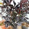 Sakura Merah Black Diamond - Gambar 4