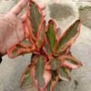 Peperomia Ginny - Gambar 2
