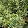 Dracaena Song Of India - Gambar 2