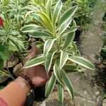 Dracaena Song Of India