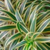 Dracaena Song Of India - Gambar 3