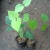 Thunbergia Biru - Gambar 4