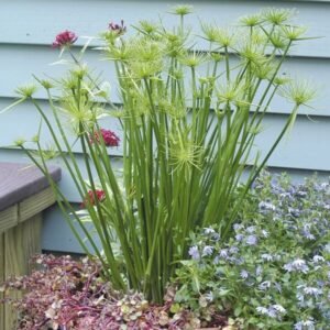 Dwarf Papyrus