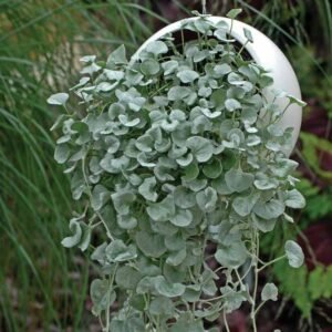 Dichondra Silver Hair