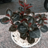 Begonia Coklat - Gambar 2
