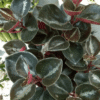 Begonia Coklat - Gambar 3