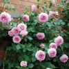 Mawar Rambat Pink - Gambar 2