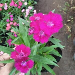 Dianthus Mini Ungu