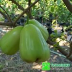 Jambu Air Super Green