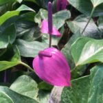 Anthurium Mini Ungu
