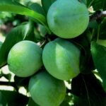 Plum Hijau