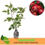Eyepaint Climber rose