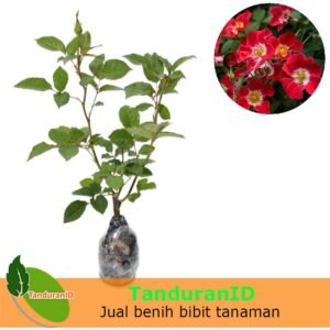 Eyepaint Climber rose