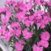 Dianthus Pink - Gambar 2