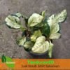 Begonia Snow White - Gambar 2
