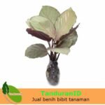 Calathea Silver Plate