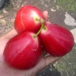 Jambu Air Red Taiwan