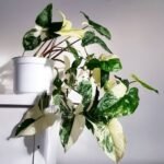 Syngonium Podophyllum Variegata