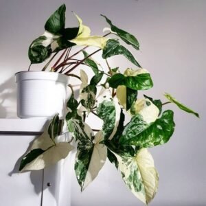 Syngonium Podophyllum Variegata