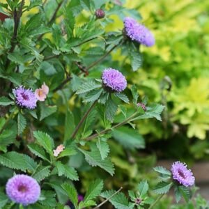 Larkdaisy