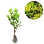 Chinese Perfume Tree