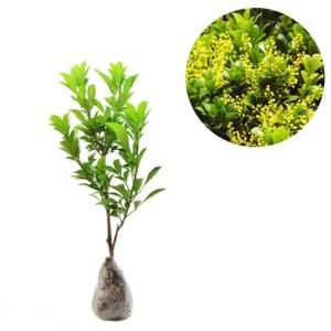 Chinese Perfume Tree