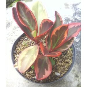 Bibit Tanaman Hias Mangkok Merah