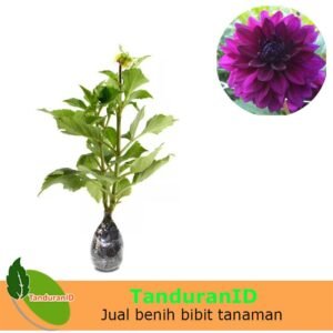 Dahlia Ungu