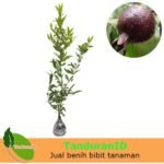 Delima Hitam (Black Pomegranate)