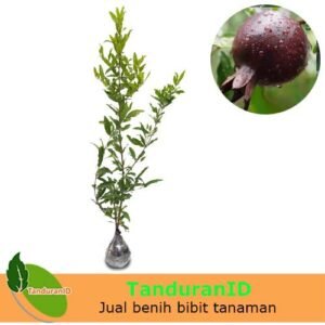 Delima Hitam (Black Pomegranate)