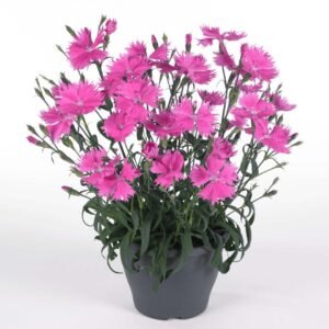 Dianthus Pink