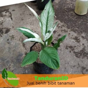 Spathiphyllum Variegata / Peace Lily Variegated