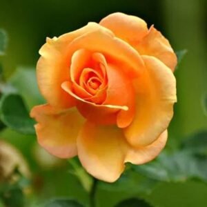 Mawar Peach