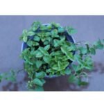 Oregano