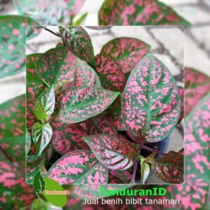 Hypoestes Red Splash