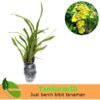 Anggrek Oncidium Golden Shower - Gambar 2