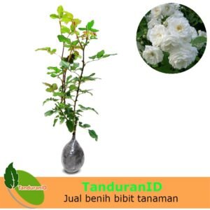 Mawar Floribunda Putih